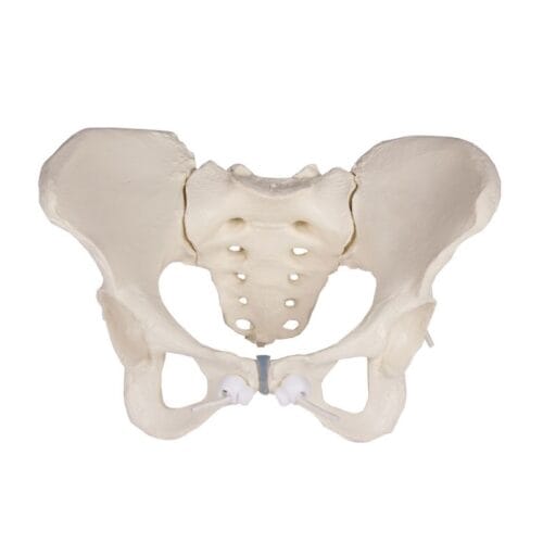MALE PELVIS