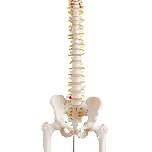 VERTEBRAL COLUMN WITH PELVIS
