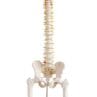 VERTEBRAL COLUMN WITH PELVIS