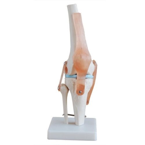 knee joint