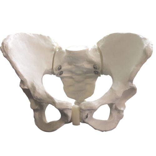 female pelvis