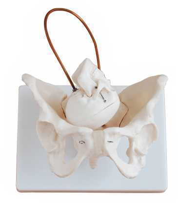 birth demonstration model 500x500