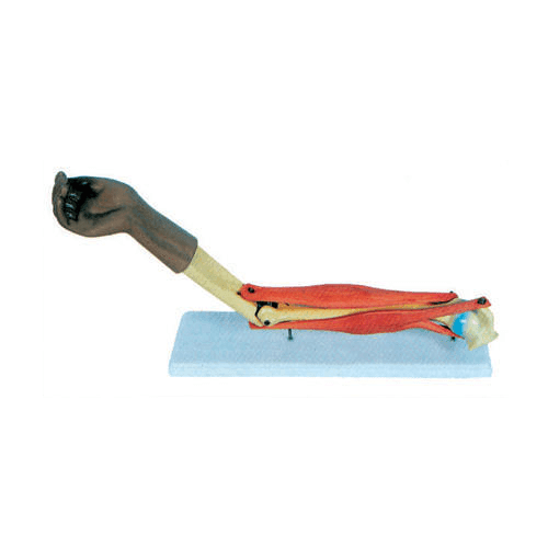 functional elbow joint life size 500x500