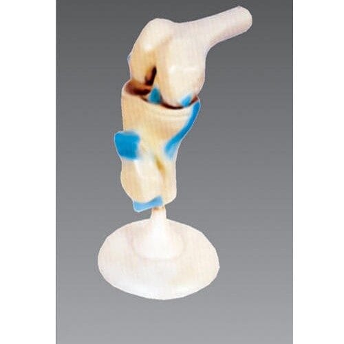 knee life size with muscles 500x500